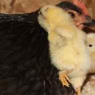 Fiona-Chickens