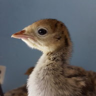 AviaryAmor