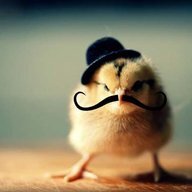 chicksaintloyal