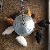 keeperofthecoop