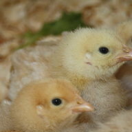 Chick0909