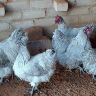 LCvdMerwe