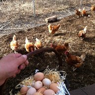 Chickenbaakbaak
