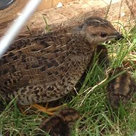 The Quail Guru