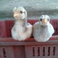 Belle Chickens