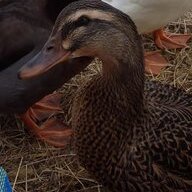 rouenducks09832