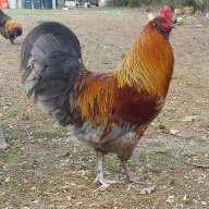 chicky1016