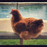 BushelAndPeck