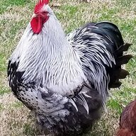 Pinfeathersgeek