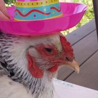 djlahbug