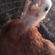 chicknextdoor