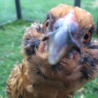 PinckneyChick