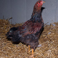 AlvinstonSusan