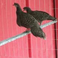 chickoletta5