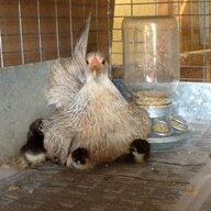 Hennypenny15