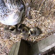 KevinandJudy