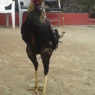 ikram