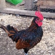 radochicken