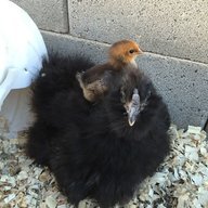 deserteggs22