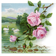 rosesnswans