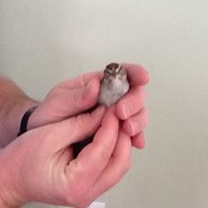 Etnie