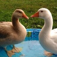 daffy4ducks
