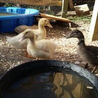BurtaBird6