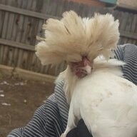lytrchick
