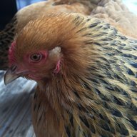 mammabrahma