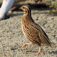 MermaidQuails