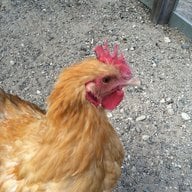 Barnyard Peeps