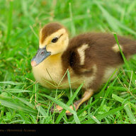 stinkyducks