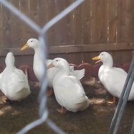 DuckyMama92