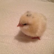 chickinflo