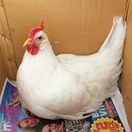 Mychickenlove