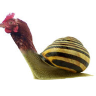Snailgirl