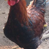 Cornelius