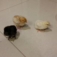 chicks1995