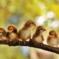 chickenpond