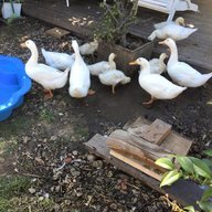 DucknChicken