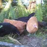 studebakerchick