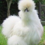 UlmerChickens