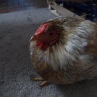 ParanoidChicken