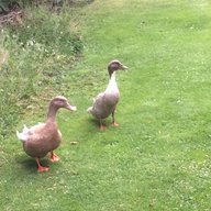 NZDuckNewbies