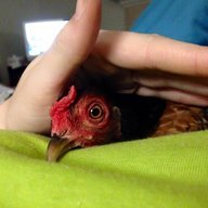 Freya Hen