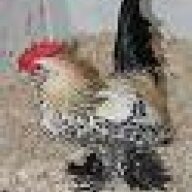 Doug the Chicken Man