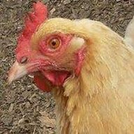 Chicken Bee