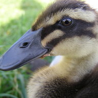 1-duckling