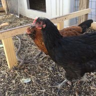 goneChickenin
