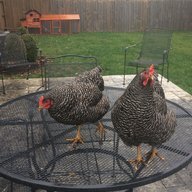 farchereggs